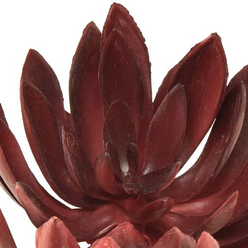 Floristik24 Suckulenta Echeveria Konstgjorda Gröna Växter Röd Ø12cm 19,5cm
