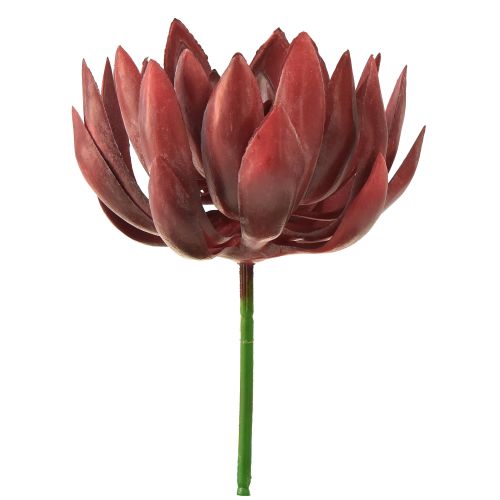Floristik24 Suckulenta Echeveria Konstgjorda Gröna Växter Röd Ø12cm 19,5cm