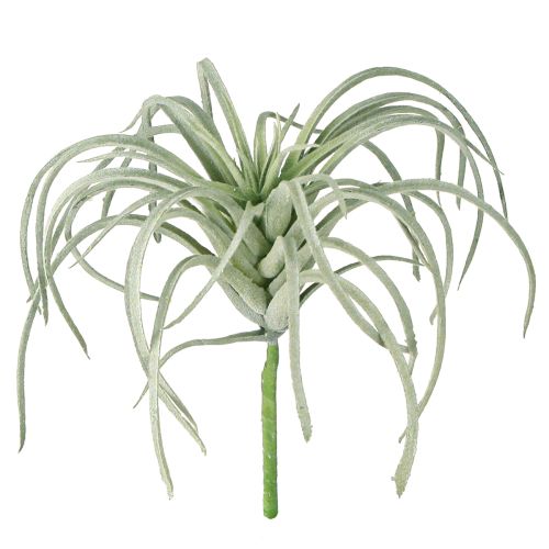 Tillandsia suckulenta konstgjorda gröna växter 13cm