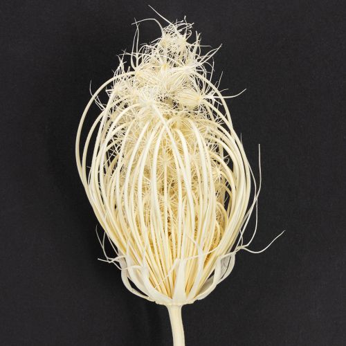 Artikel Torkade blommor blekta fänkålskrämer 45 cm knippe 10 st