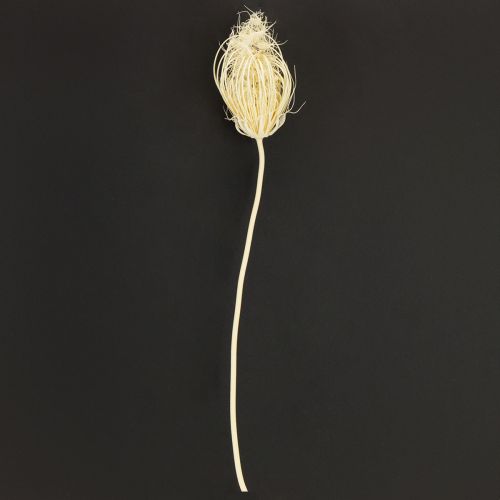 Artikel Torkade blommor blekta fänkålskrämer 45 cm knippe 10 st