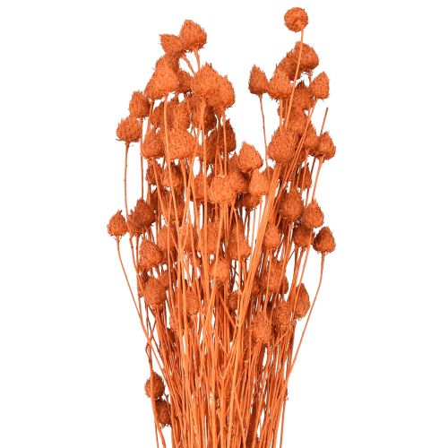 Artikel Torkade blommor torr tistel jordgubbstistel apelsin 100g