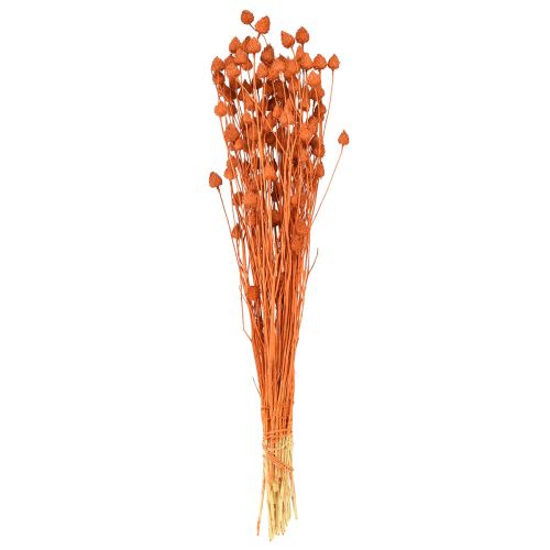 Artikel Torkade blommor torr tistel jordgubbstistel apelsin 100g