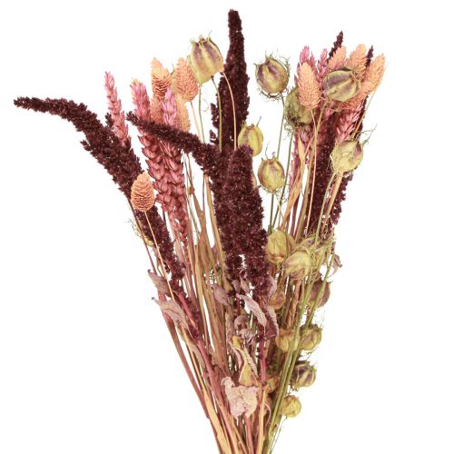 Floristik24 Torkad blombukett korn Nigella rosa orange 50cm