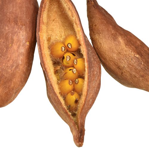 Artikel Torrdekoration Brachyciton naturligt flaskträd 5-10cm 1kg