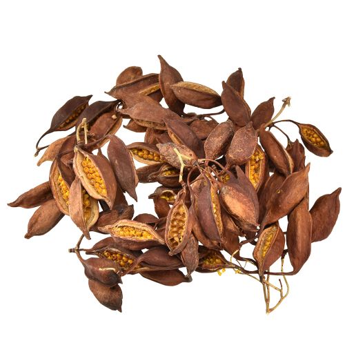 Artikel Torrdekoration Brachyciton naturligt flaskträd 5-10cm 1kg