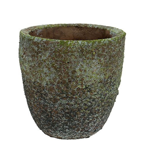 Floristik24 Planter med mossa Ø16cm H16cm 1p