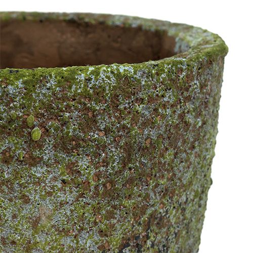 Floristik24 Planter med mossa Ø16cm H16cm 1p