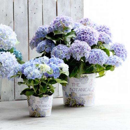 Planteringskruka plast hortensia blomkruka Ø13,5cm H12cm