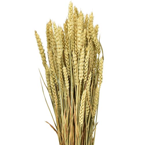 Floristik24 Veteknippe naturligt dekorativt vete 1 knippe 150g