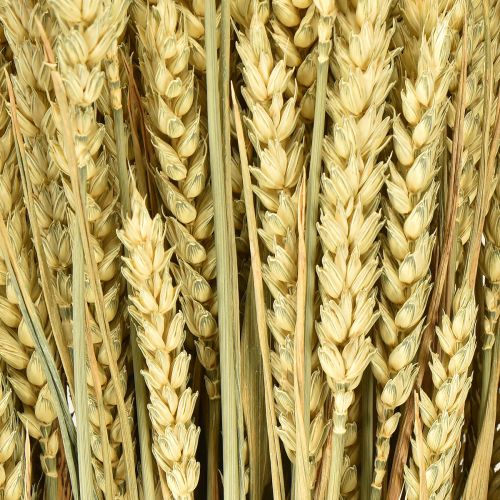 Artikel Veteknippe naturligt dekorativt vete 1 knippe 150g