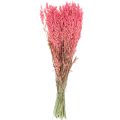 Floristik24 Torkade blommor, havre torkad korn dekorativ rosa 65cm 160g