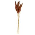 Floristik24 Pampas gräs deco torkad röd brun torr floristics 70cm 6st