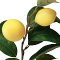 Floristik24 Dekorativ citrongren med 6 konstgjorda citroner 100cm