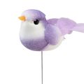 Floristik24 Fjäderfågel på tråd, dekorativ fågel med fjädrar färgglad 2,5cm 24st