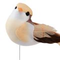 Floristik24 Fjäderfågel på tråd, dekorativ fågel med fjädrar orangebrun 4cm 12st