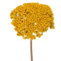 Floristik24 Achillea Natur Gelb Rölleka Torkade Blommor Gula 1kg