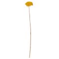 Achillea Natur Gelb Rölleka Torkade Blommor Gula 1kg | Floristik24.se