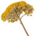Achillea Natur Gelb Rölleka
