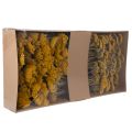 Achillea Natur Gelb Rölleka