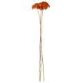 Torkade blommor av rölleka, Achillea Orange, 45-60 cm, 1 kg | Floristik24.se
