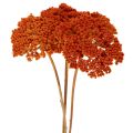 Torkade blommor av rölleka,