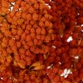Torkade blommor av rölleka,