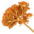Torkade blommor av rölleka,