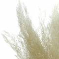 Floristik24 Torrt gräs Agrostis blekt 40g