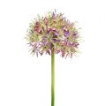 Floristik24 Allium ljuslila L76cm