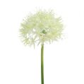Floristik24 Allium krämvit L76cm