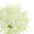 Floristik24 Allium krämvit L76cm