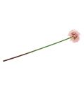 Floristik24 Allium konstgjord rosa 51cm