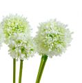 Floristik24 Allium 35cm vit 6st