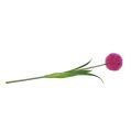 Floristik24 Allium 68cm rosa-lila