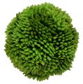 Floristik24 Allium ball 5cm grön 4st