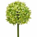 Floristik24 Prydnadslök Allium, sidenblomma, konstgjord kul purjolök Ø20cm L72cm