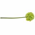 Floristik24 Prydnadslök Allium, sidenblomma, konstgjord kul purjolök Ø20cm L72cm
