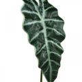 Floristik24 Konstgjord pilblad konstgjord växt alocasia deco grön 74cm