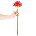 Konstgjord röd amaryllisblomma med stjälk, blomsterdekoration till jul, 50 cm | Floristik24.se