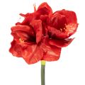 Floristik24 Konstgjord amaryllisblomma, röd, lång stjälk, för vas och arrangemang, 77 cm