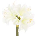Floristik24 Konstgjord amaryllisblomma, vit, med stjälk, advent och jul, 50 cm