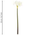 Konstgjord amaryllisblomma, vit, med stjälk, advent och jul, 50 cm | Floristik24.se