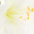 Konstgjord amaryllisblomma, vit, med stjälk, advent och jul, 50 cm | Floristik24.se