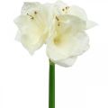 Floristik24 Konstgjord blomma amaryllis vit riddarstjärna juldekoration H40cm
