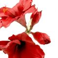 Floristik24 Amaryllis konstgjord stor röd 96,5 cm