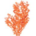 Floristik24 Torkade sparrisblommor gren prydnadsfärgad sparris 65 cm 80 g