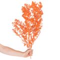 Torkade sparrisblommor gren prydnadsfärgad sparris 65 cm 80 g | Floristik24.se