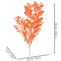 Torkade sparrisblommor gren prydnadsfärgad sparris 65 cm 80 g | Floristik24.se