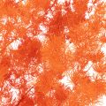 Torkade sparrisblommor gren prydnadsfärgad sparris 65 cm 80 g | Floristik24.se